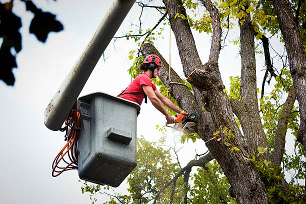 How Our Tree Care Process Works  in Annapolis Neck, MD